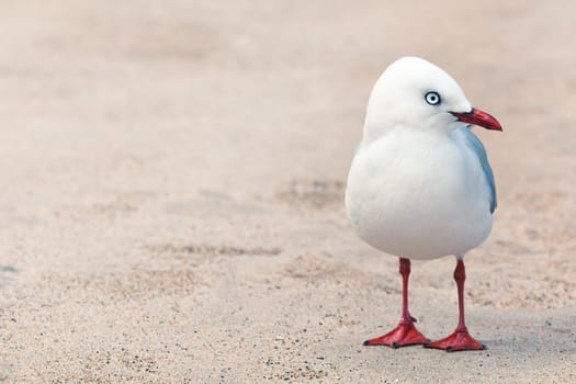 Wildlife photo of a cute seagull