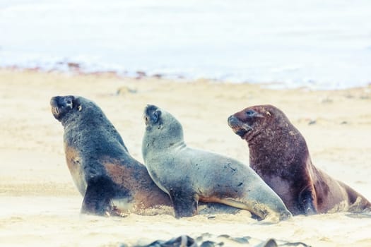 Wildlife photo of a New Zealand sea lions