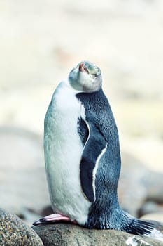 Wildlife photo of a Yellow-eyed Penguin