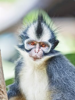 Thomas&#039 s leaf monkey. Bukit Lawang, Gunung Leuser National Park, Sumatra.