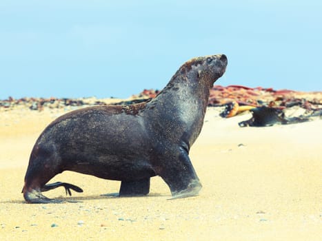 Wildlife photo of a New Zealand sea lion