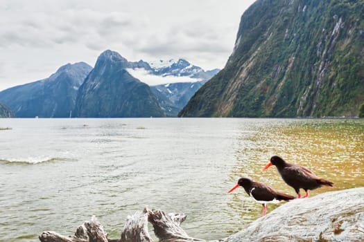 Milford sound. Oystercatchers on the foreground