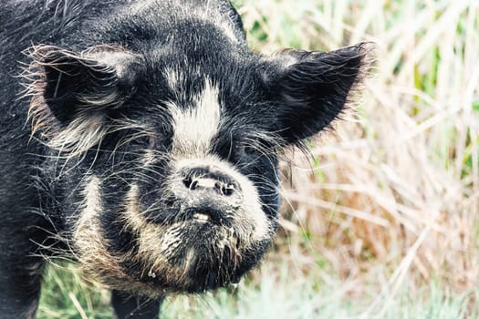 Portrait of a funny boar