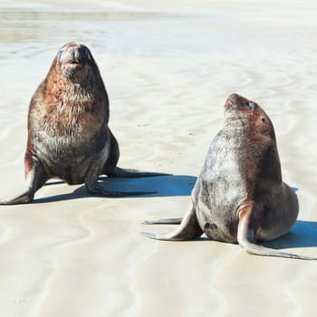 Wildlife photo of a New Zealand sea lions