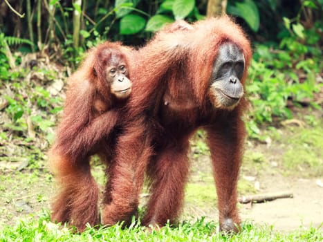 Sumatrian orangutan female and cub
