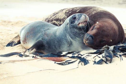 Wildlife photo of a New Zealand sea lions