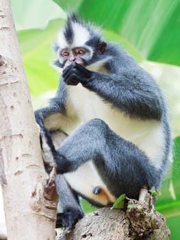 Thomas&#039 s leaf monkey. Bukit Lawang, Gunung Leuser National Park, Sumatra.