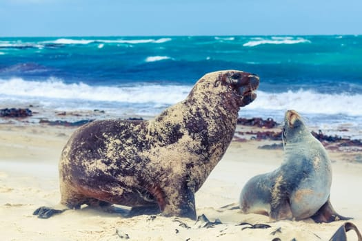 Wildlife photo of a New Zealand sea lions
