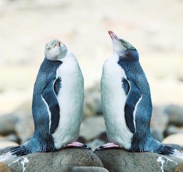 Wildlife photo of a Yellow-eyed Penguins