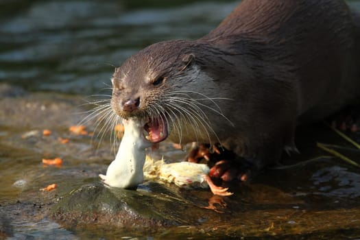 Feeding