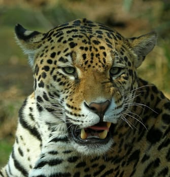 JaguarPortrait