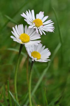 Daisy
