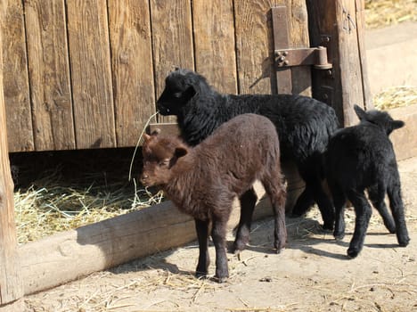 Three newborn Breton dwarf sheep lambs at Sababurg Zoo