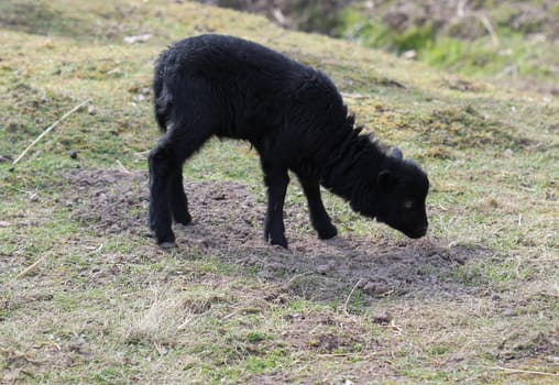 Newborn Breton dwarf sheep at Sababurg Zoo