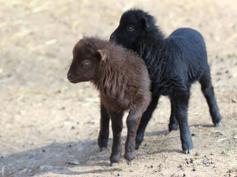 Two newborn Breton dwarf sheep lambs at Sababurg Zoo