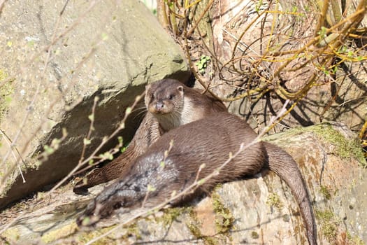 Two otters at Sababurg Zoo