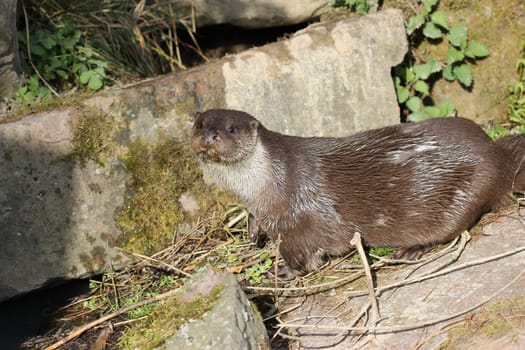 Otters at Sababurg Zoo