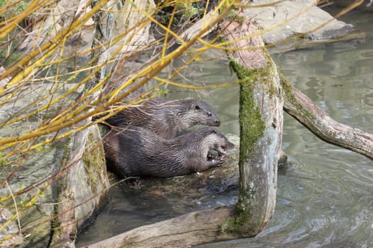Feeding otters at Sababurg Zoo