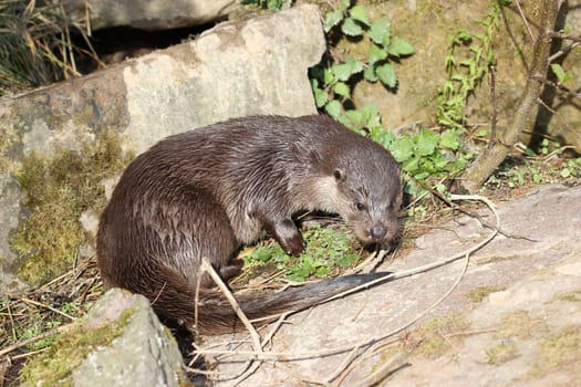 Otters at Sababurg Zoo