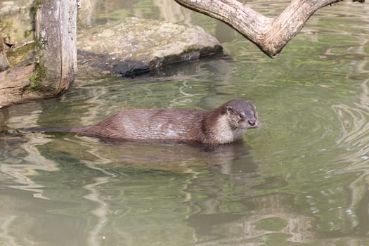 Otter in the water
