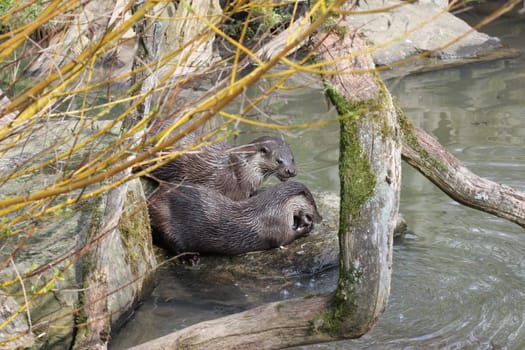 Feeding otters at Sababurg Zoo