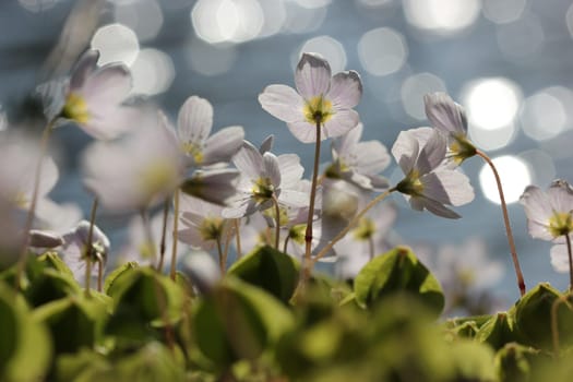 Wood sorrel on the lakeshore