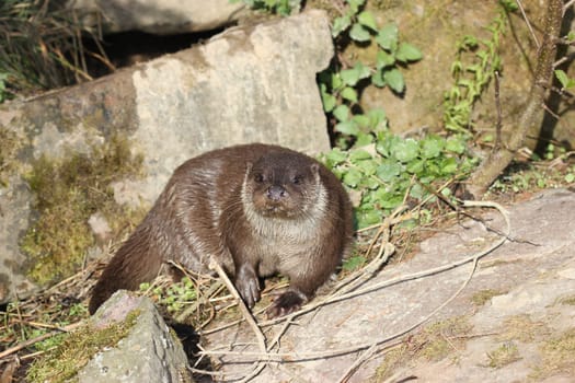 Otters at Sababurg Zoo