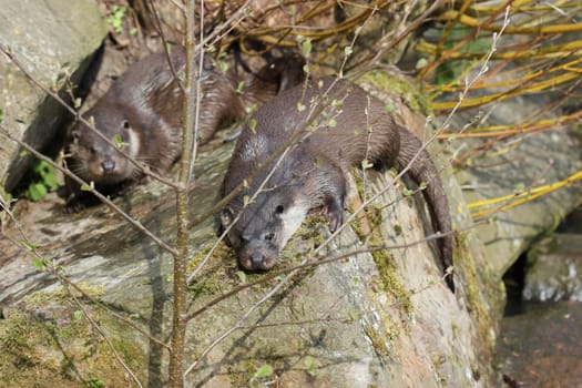 Two otters at Sababurg Zoo