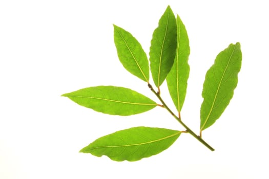 Laurel leaves isolated against white background