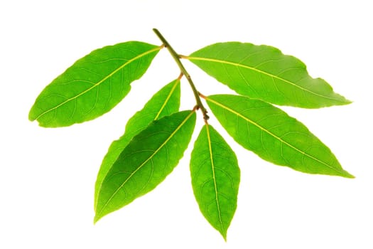 Laurel leaves isolated against white background