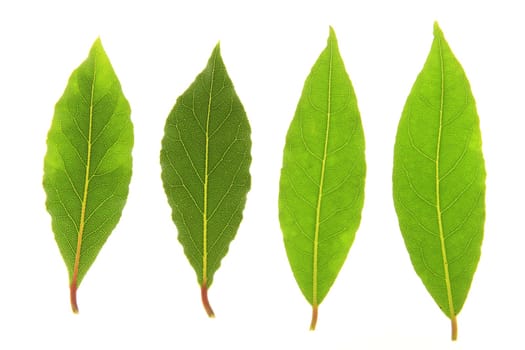 Laurel leaves isolated against white background