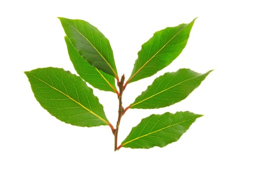 Laurel leaves isolated against white background