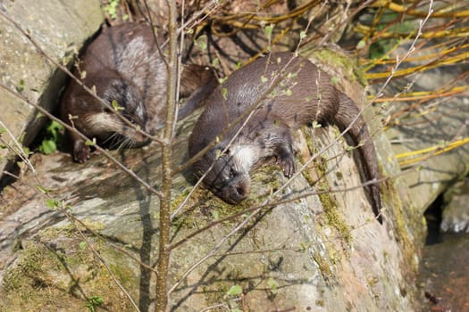Two otters at Sababurg Zoo