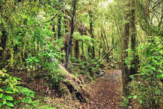 The New Zealand native bush