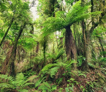 The New Zealand native bush. Fern tree