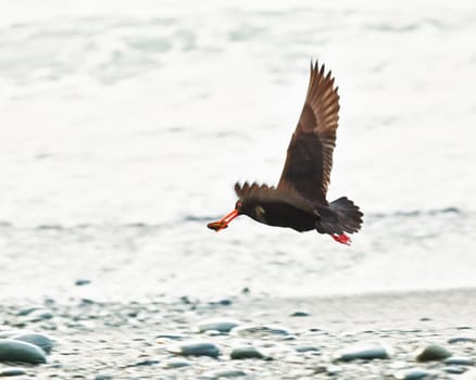 The Variable Oystercatcher (Haematopus unicolor)