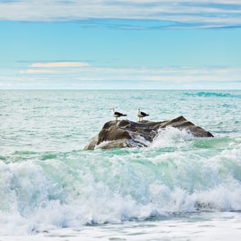 Two albatroses on the rock. Tasman sea