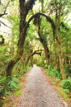 Native bush of New Zealand