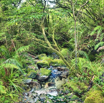 The New Zealand native bush