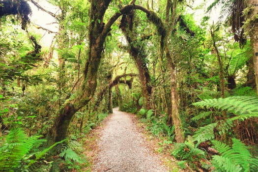 Native bush of New Zealand