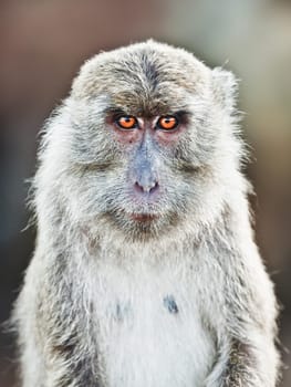 Portrait of a macaque looking at camera