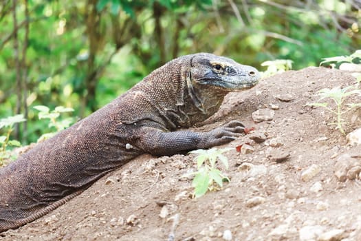 Komodo Dragon on the nest (Varanus komodoensis). Rinca