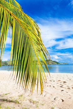 Coconut tree branch on the tropical beach