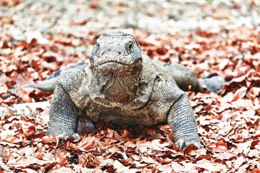 Portrait of  Komodo Dragon (Varanus komodoensis). Rinca