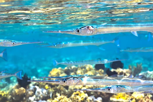 Corals, surface and fishes in blue underwater