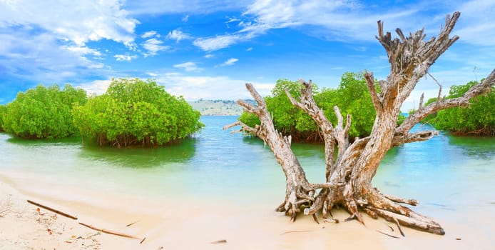 Tropical island panorama. Dry tree on the foreground