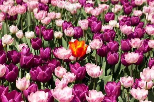 orange tulip in a purple bed,a flower has a different color