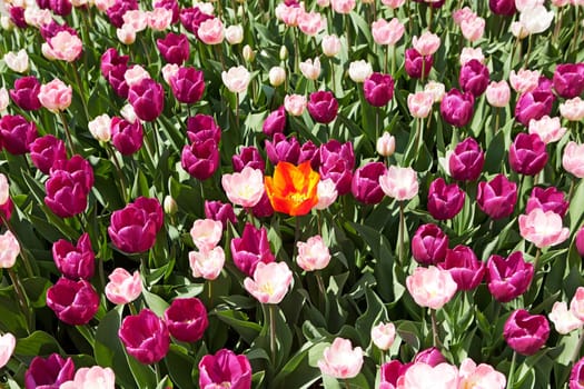 orange tulip in a purple bed,a flower has a different color