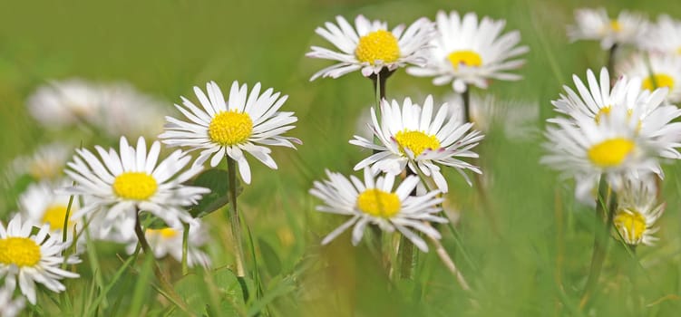 Daisy