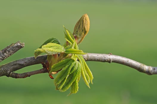 Chestnut in growth